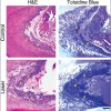 Low Light Triggers Dental Regeneration Fig1-E-High-Res-300x302