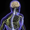 TOP READ Newly Found Lymphatic System Connects Brain & Immunity central nervous system, Todays Practitioner