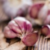 Garlic Has Potential Antibacterial Properties for UTIs garlic, Todays Practitioner