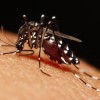 Zika Transmission to Non-traveling Partner Suggests New Advice for Testing Zika, CDC, Todays Practitioner