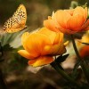 Harnessing the Butterfly Effect to Transform Healthcare Todays Practitioner
