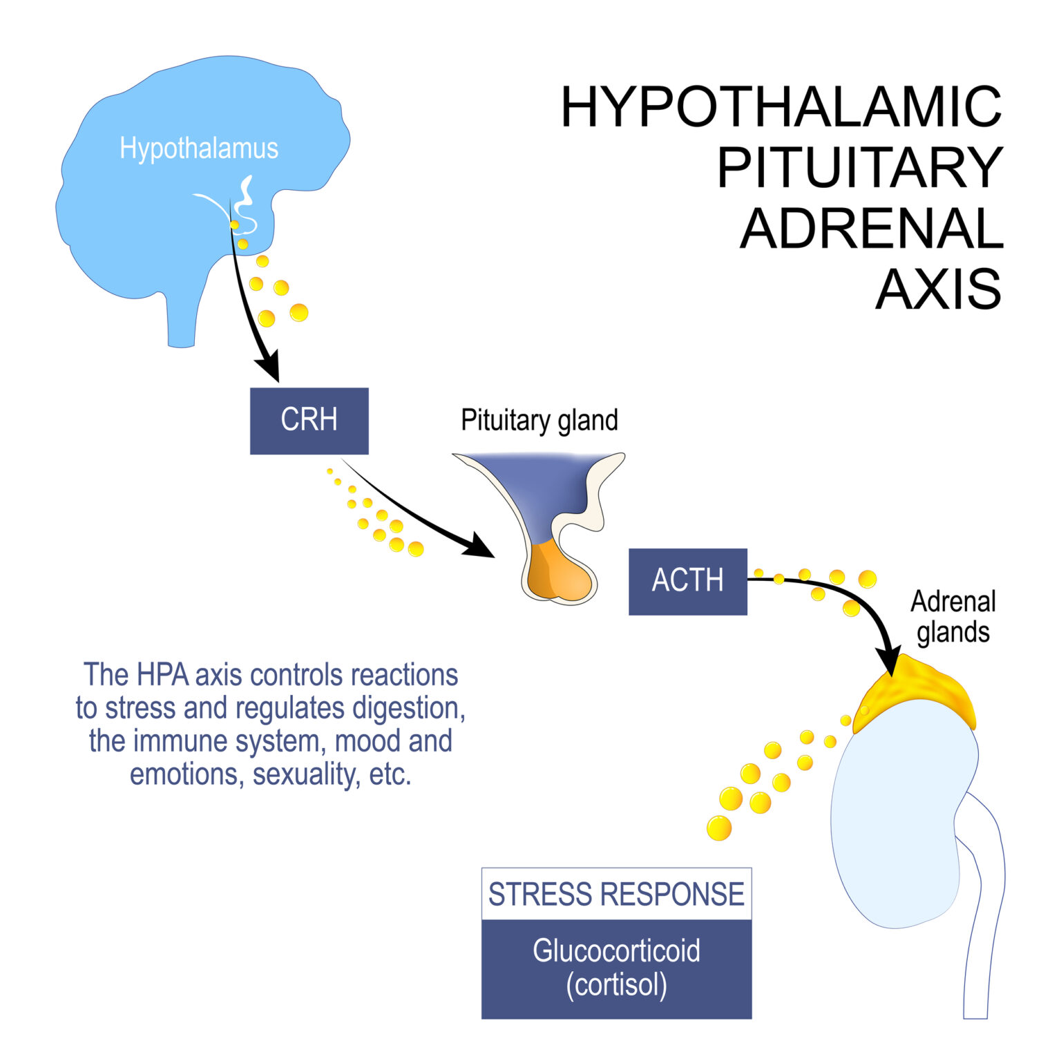 Gut Brain Connection Talk Along The Hpa Axis Today S Practitioner