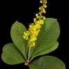 Anti-Inflammatory Activity Of The Hexane Extract Of Byrsonima Crassifolia Seeds In Experimental Animal Models Byrsonima_crassifolia_flower_plant,I_SP457