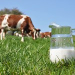 Jug of milk against herd of cows. Emmental region, Switzerland