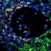What Enzyme is the Influenza Gatekeeper of Death? influenza