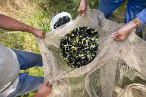 oliveharvest