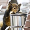 New Dog Breed is Oncologist’s New Best Friend 5P9A8988