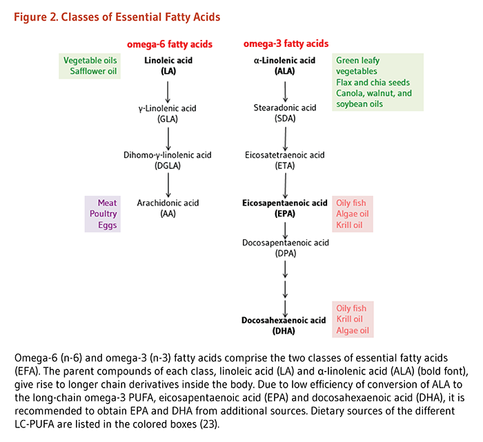 levels control how triglycerides Linoleic Acid