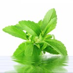 stevia metabolic syndrome