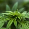 Two JAMA Studies: Legal Cannabis Reduces Opioid Prescribing for Adults legal cannabis and opioids