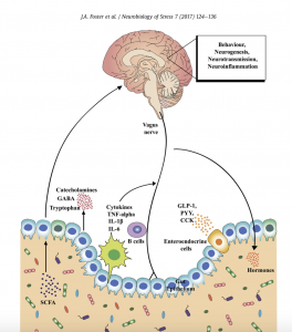 Microbiota on Mood and Mental Health, neurobiology of stress