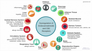 endocannabinoids