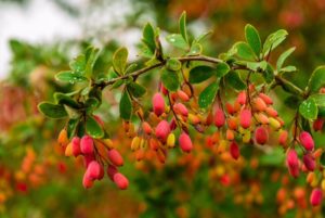  berberine 