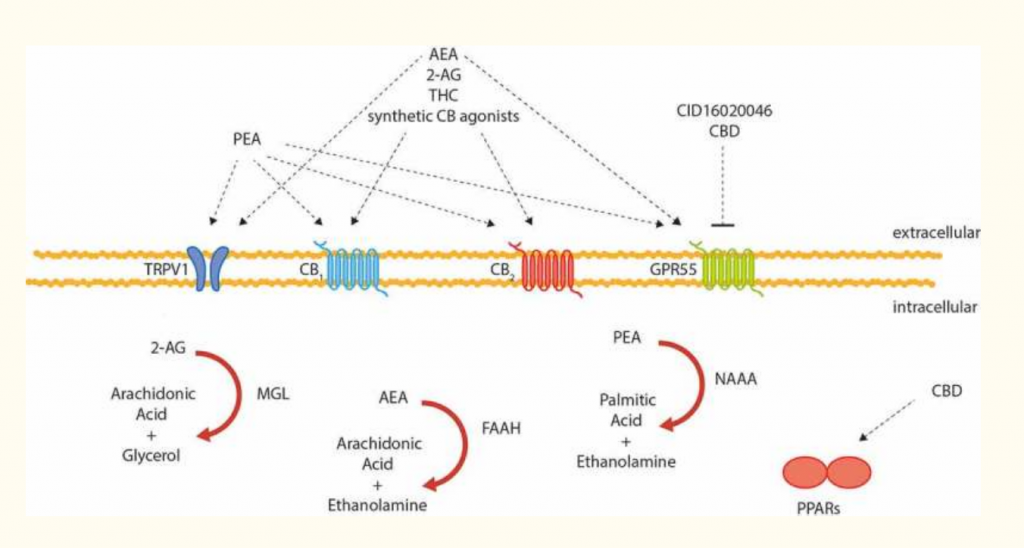 Endocannabinoid System and the Gut 