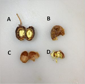 gingko biloba