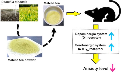 matcha tea decreases anxiety 