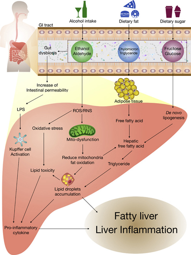 liver health 