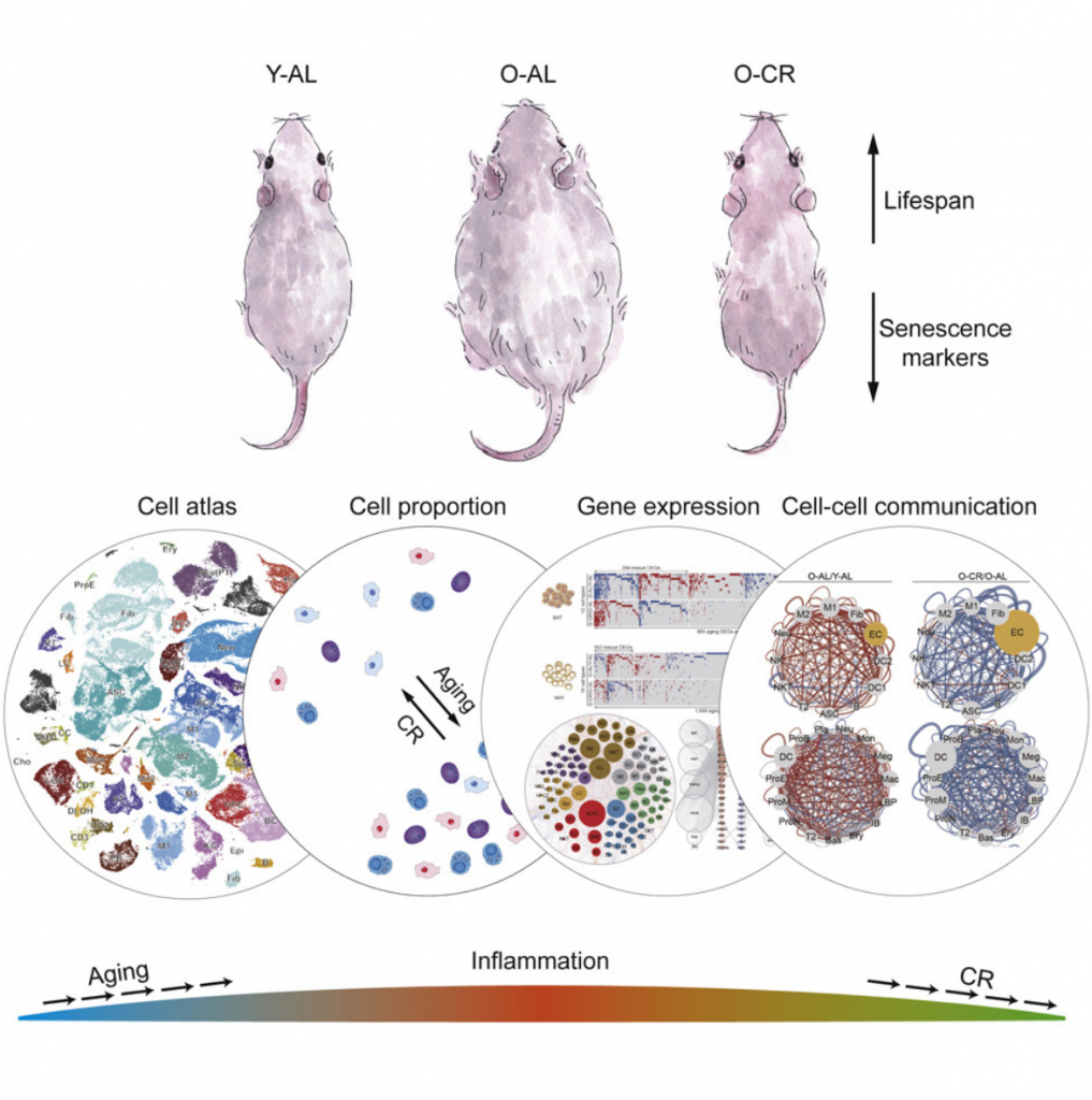 caloric restriction and cellular health