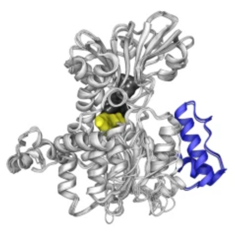 AHCY Methylation