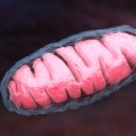 NAD+ mitochondria