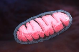 NAD+ mitochondria