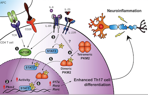Enzyme PKM2 promotes Th17 Cell Differentiation and Autoimmune Inflammation  