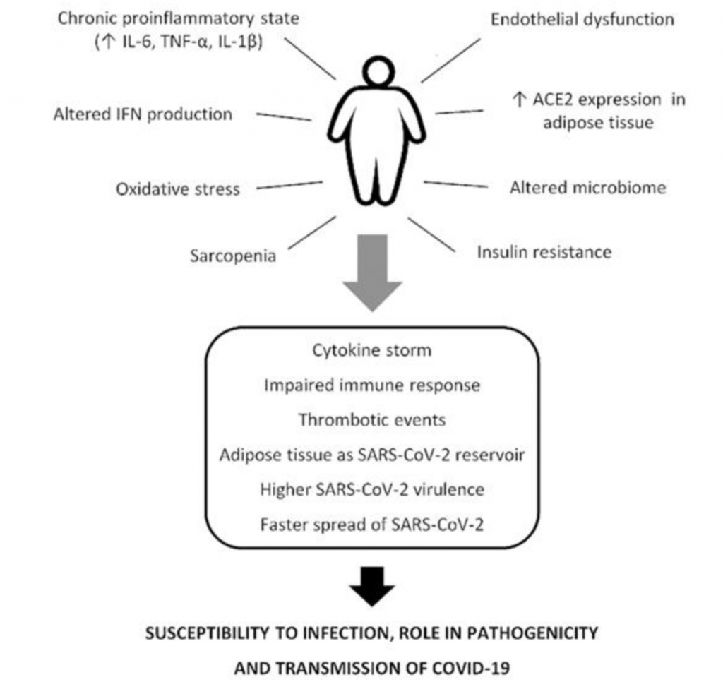 adipose tissue 