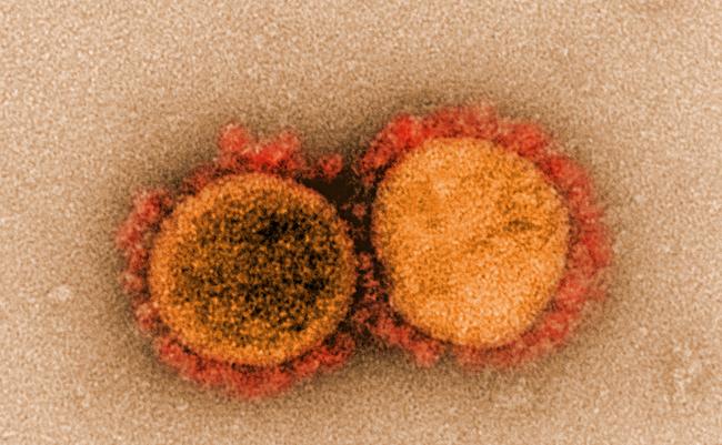 COVID-19 Virus Varients, Spike Protein