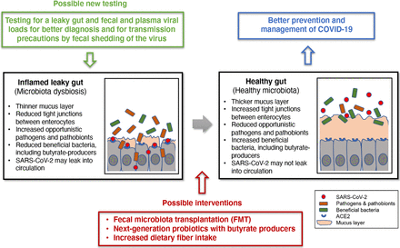 leaky gut and COVID-19 