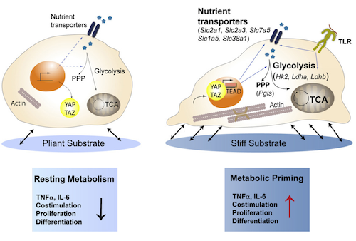 Differential cellular stiffness contributes to tissue elongation on an  expanding surface