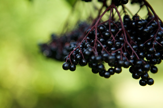 elderberry