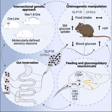 nerve cells detect what we eat 