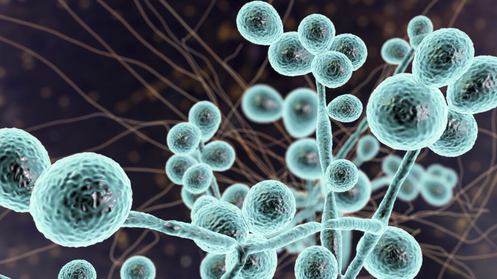 Natural Plant Compound Inhibits Drug-Resistant Candida Grow - Today's ...